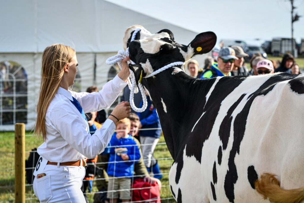 Penistone Show attendee with cow